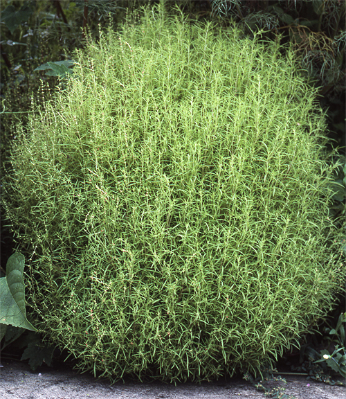 ハナホウキギ (ハナホオキグサ)