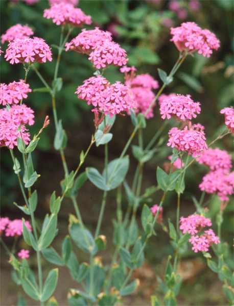 ムシトリナデシコ (ナデシコ科)