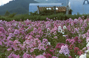 品種改良と育種が行われた圃場(岩手県岩手郡滝沢村)