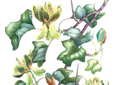 ネイチャーライブラリ