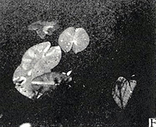 F. 浮遊中の内果皮（上田代にて）。