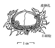 クヌギの幼果と産卵孔、食痕。おそらくクリミガのもの。