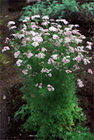 コエンドロ(コリアンダー)